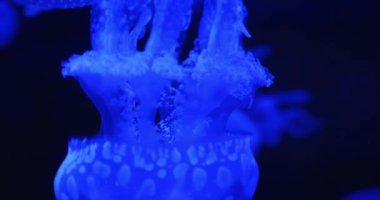 Biyolüminesans denizanası dokunaçlarının ve çanlarının yakın plan görüntüsü. Mavi renklerle karışık ayrıntıları gösteriyor..