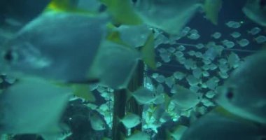 Çok sayıda gümüş balığının uzun bir bitki örtüsüyle aydınlık bir akvaryumda yüzdüğü bir sualtı sahnesi..