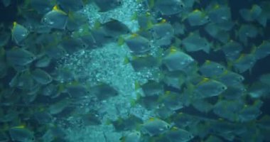 Akvaryumda yüzen sarı kuyruklu bir balık sürüsü..