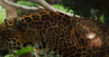 Leopar tarafının doğal hayvanat bahçesi ortamında yakın plan çekimi..