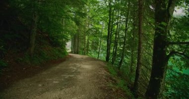 Gölgeli orman yolu, yemyeşil yemyeşil ile çevrili turkuaz bir göl boyunca esiyor..