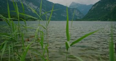 Önünde sazlıklar olan sakin göl Avusturya 'da sisli dağlarla çevrili..