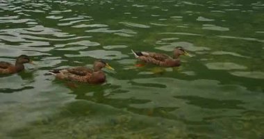 Ördekler, Gosau Gölü 'nün zümrüt sularında temiz dalgalı yansımalarla rahatça yüzerler..