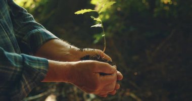Sabahın erken saatlerinde toprak ormanı olan genç bir meşe fidanını nazikçe tutan eller. Dünya Çevre Günü..
