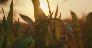 Yaz mevsiminde kırsal bir alanda uzun yeşil mısır yapraklarının arasından güneş parlar..