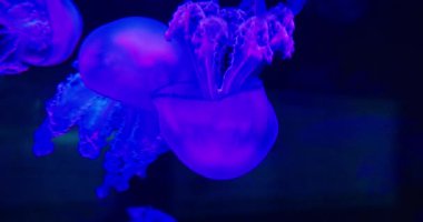 Mor ve mavi denizanaları büyüleyici detaylara ve şekillere sahipler. Parlayan medusa, karanlık sularda zarifçe süzülür, canlı biyoluminesans sergiler...