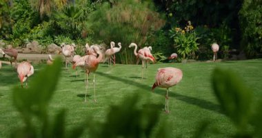 Bir grup flamingo otlak bir alanda yemyeşil arka planda.