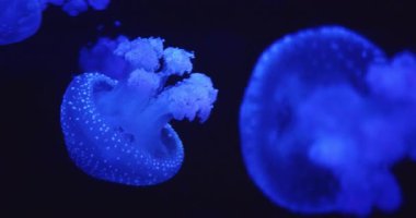 Mavi denizanası okyanusun derinliklerinde, yüzeye yakın yumuşak, parlayan bir ışıkta aydınlandı..