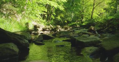 Sakin bir orman deresi, ağaçların arasından süzülen benekli güneş ışığı altında canlı yeşil bitkilerle çevrili kayaların üzerinden akar.