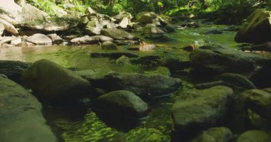 Kristal berrak su yosunlarla kaplı kayaların üzerinden akıyor, hızlı akan dereyi çevreleyen canlı yeşil ağaçlar gibi...