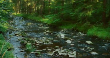 Güneş ışığı orman ağaçlarının arasından süzülür dere yavaşça kayaların ve yeşil yaprakların arasından süzülür.