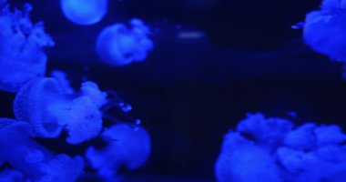 Mavi tonlarda parlayan benekli denizanası kümesi, yavaşça birlikte hareket ediyor. Kopyalama alanı olan arkaplan..