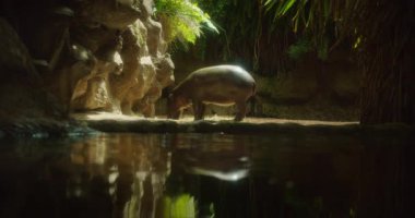 Cüce bir su aygırı, yemyeşil suların ortasındaki bir su yüzeyine yansıyan sakin bir muhafazanın içinde duruyor..