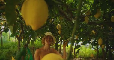 Bahçede meyve ve yapraklarla çevrili ağaçların altında olgun limon toplayan bir kadın..