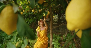 Amalfi korusunda limon toplarken limon ağaçlarının altında diz çökmüş bir kadın..