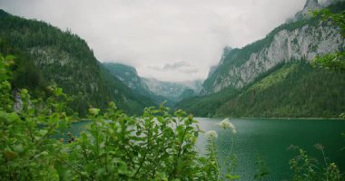 Dağ gölü, Gosau Avusturya 'da yemyeşil ile çevrili, ön planda bitkiler var..
