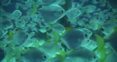 İyi aydınlatılmış bir akvaryumda yüzen sarı uçlu yüzgeçli balık sürüsü büyüleyici bir sualtı sahnesi yaratıyor..