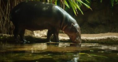 Cüce bir su aygırı suların kenarında duruyor, yemyeşil, gölgeli bir tropikal muhafaza, yansıtıcı bir su yüzeyinden su içiyor..
