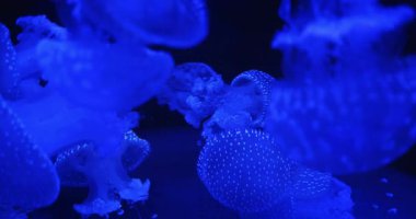 Canlı mavi ışıktaki biyoluminesens denizanalarının yakın plan görüntüleri, sualtı sahnesinde karmaşık detaylar ve hassas desenler sergiliyor..