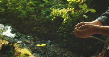 Uluslararası Orman Günü için ormandaki fidanları tutan genç ve yaşlı ellerin yakın çekimi.