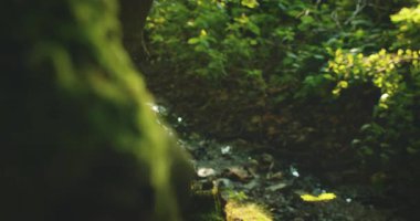 Güneşli bir günde ormanda iki kuşağın elleri genç bir ağacı dikiyor..