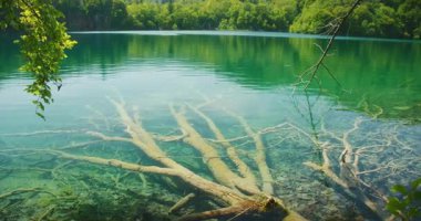 Plitvice Gölleri Ulusal Parkı 'ndaki sualtı dalları kristal berrak suyun altında..