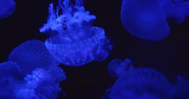 Koyu mavi suda parlayan kıvırcık dokunaçlı Avustralya Benekli Denizanası. Kopyalama alanı olan arkaplan..