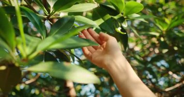 Bir el, ormandaki bir ağaçtaki yeşil yapraklara doğru uzanır parlak doğal ışıkla.