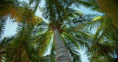 Güneşli Meksika 'da Hindistan cevizli, tropik yapraklarla çevrili yüksek bir palmiye ağacı..