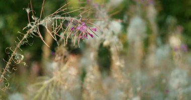 Mor kır çiçekleri kuru ince sapta açar ve güneşli yaz günlerinde bulanık doğal çayır arka planda kalır. Chamaenerion, Epilobiyum olarak da bilinir...