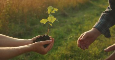 İki kişi yaz sonlarında altın saat boyunca çimenli bir tarlada genç bir ağaç fidanını değiş tokuş ederler..