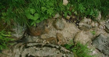 Huzurlu bir ormanda kayalar ve yeşilliklerle dolu küçük bir dere...