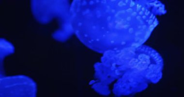 Karmaşık dokuları olan canlı bir mavi denizanası karanlık bir arkaplanda sakince süzülür..