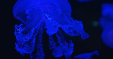 Koyu mavi okyanus suyunda parlayan kıvrımlı uzantıları olan karmaşık denizanaları. Kopyalama alanı olan arkaplan..