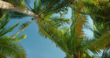 Güneşli tropikal bir günde mavi gökyüzüne bakan palmiye ağaçlarına aşağıdan bak.