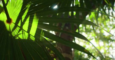 Güneş ışığı tropikal bir orman ortamında büyük bir palmiye yaprağının içinden süzülür..
