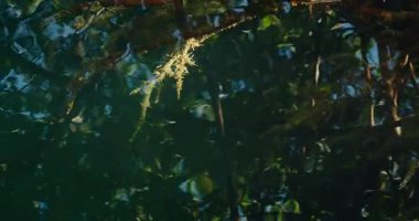 Sualtı bitki örtüsü ve yosunlar Meksika 'nın Cenote yüzeyinden açıkça görülüyor..