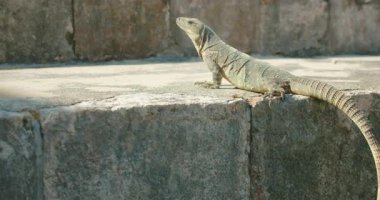 Meksika turu sırasında antik şehir harabelerinde taş yüzeyde güneşlenen İguana.