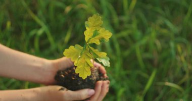 Ayrıntılı yaprakları olan genç meşe fidanı yemyeşil çimlerin üzerinde nazikçe tutuluyor..