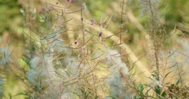 Pofuduk beyaz tohumları ve parlak ışıkta mor çiçekleri olan yabani bitkilere yakın..