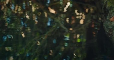 Meksika ormanlarındaki havuzda su yüzeyine nazikçe dokunuyor..