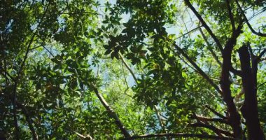 Mangrov ağaçlarının yoğun yeşil gölgesi. Ormandaki tropik yaprakların arasından süzülen güneş ışığı..