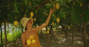 Amalfi bahçesinde limon toplayan bir kadın..