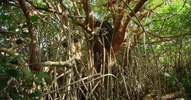Mangrov kökleri ve gövdeleri Meksika ormanlarındaki Cenote sularının etrafında kıvrılır..