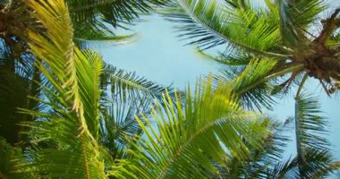 Güneşli bir tropikal plaj gününde açık mavi gökyüzüne uzanan palmiye ağaçları.