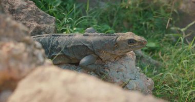 Maya harabelerinde çimlerle çevrili kayaların üzerinde dinlenen iguana 'nın yakın çekimi Meksika' da.