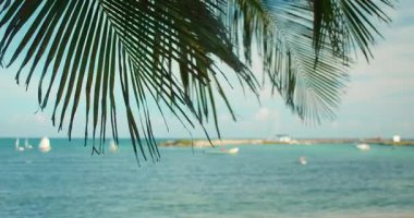 Sahil şeridinde barışçıl bir tropikal okyanus arka planına sahip palmiye yaprağı..