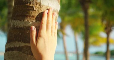 Meksika 'nın Yucatan sahilinde parlak güneş altında bir palmiye ağacının desenli gövdesine dokunuyor..