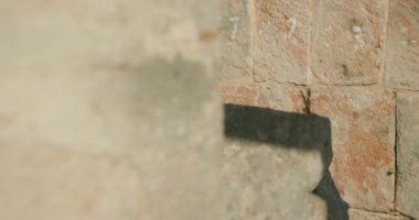 Tarihi harabelerde güneş ışığı altında taş duvar köşesi ve antik taşların arasından bakan siyah iguana..