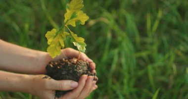 Bulanık yeşil çimenlikte filizlenen küçük bir meşe ağacını tutan ellerin yakın çekimi.